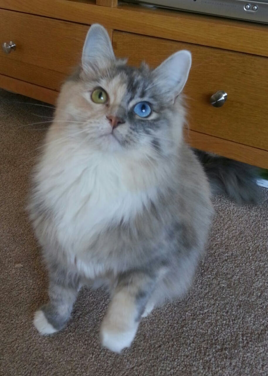 湖人球星詹姆斯再次刷新历史记录，成为焦点人物，篮球人物詹姆斯湖人