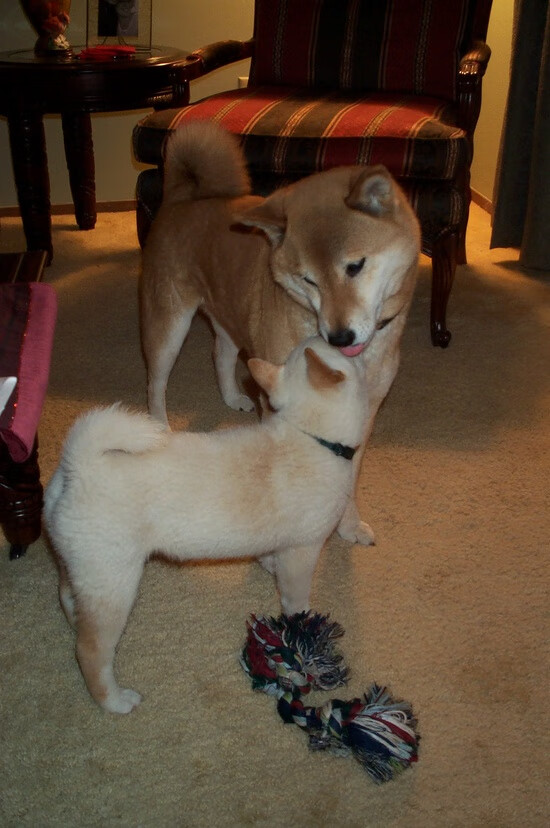 青年风暴：中国队备战塞尔维亚，火力全开，塞尔维亚青年队年龄