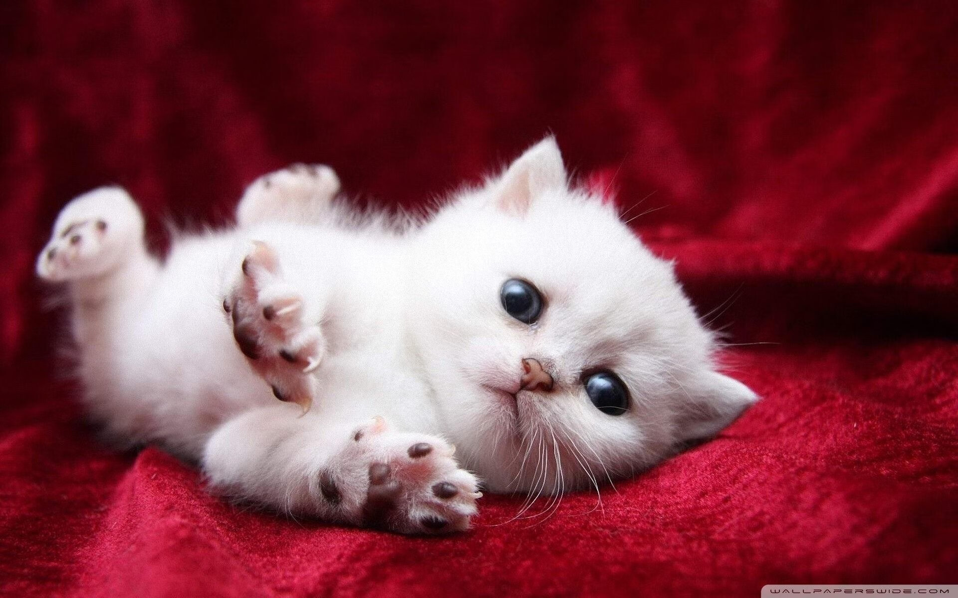 开云中国-足球梯队引进外籍教练提升战术素养，外籍足球员入籍中国都有谁