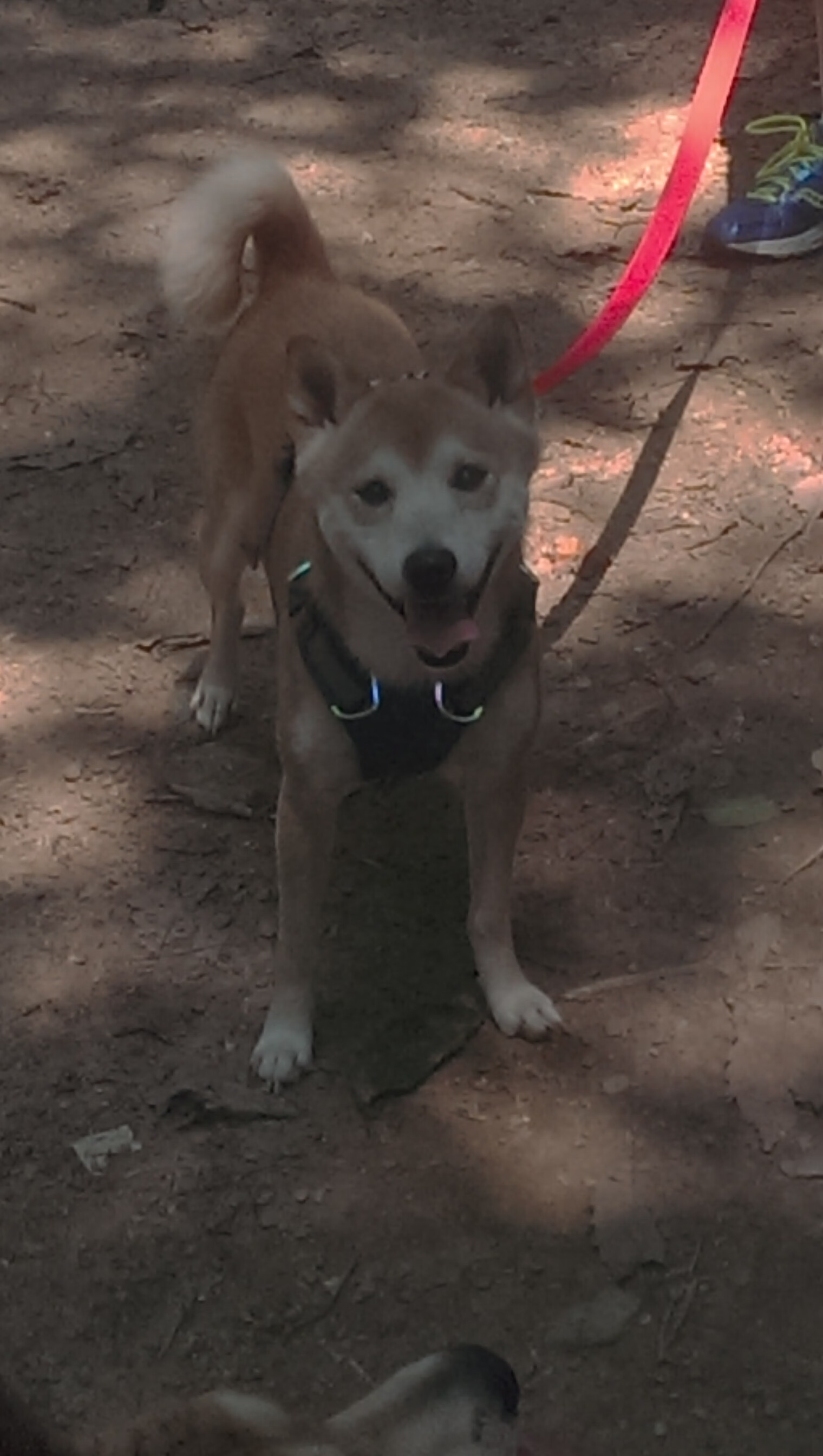 格林伍德凭借扎实的防守反应力，助袋鼠队成功防住对方进攻，格林伍德怎么样