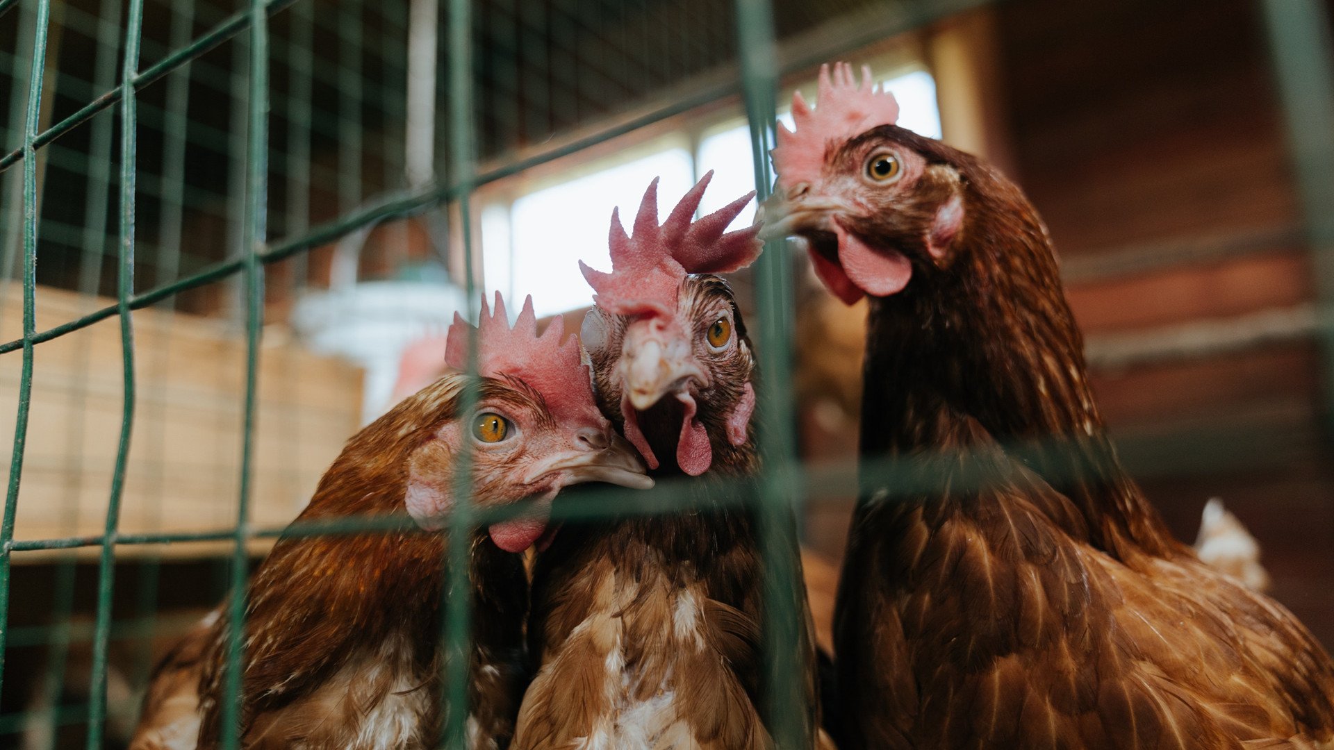 kaiyun网站-詹姆斯带头组织封闭训练强调纪律优先，詹姆斯谈封盖队友